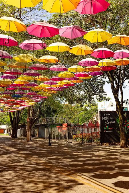 Pacote para Holambra -SP